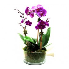 Phalaenopsis Orchid Plant in a Vase